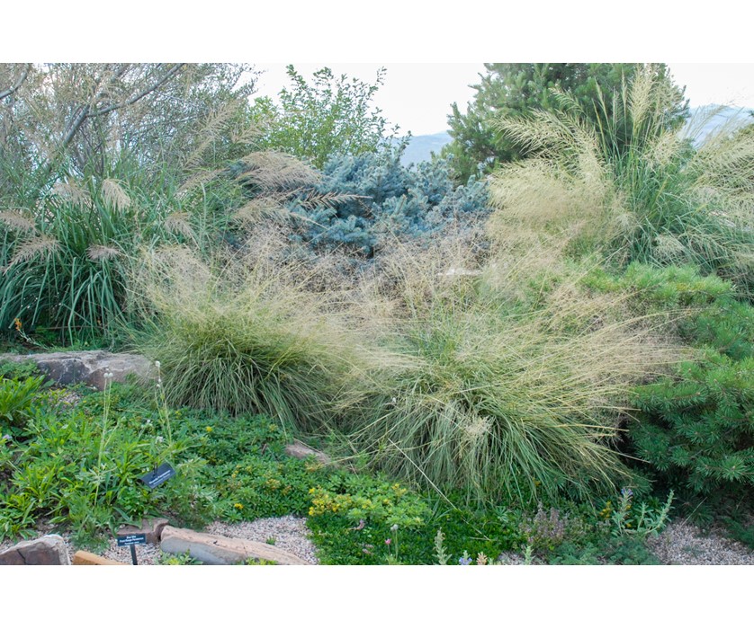 Alkali Sacaton